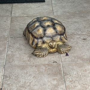 Fundraising Page: Brianna Gaitan